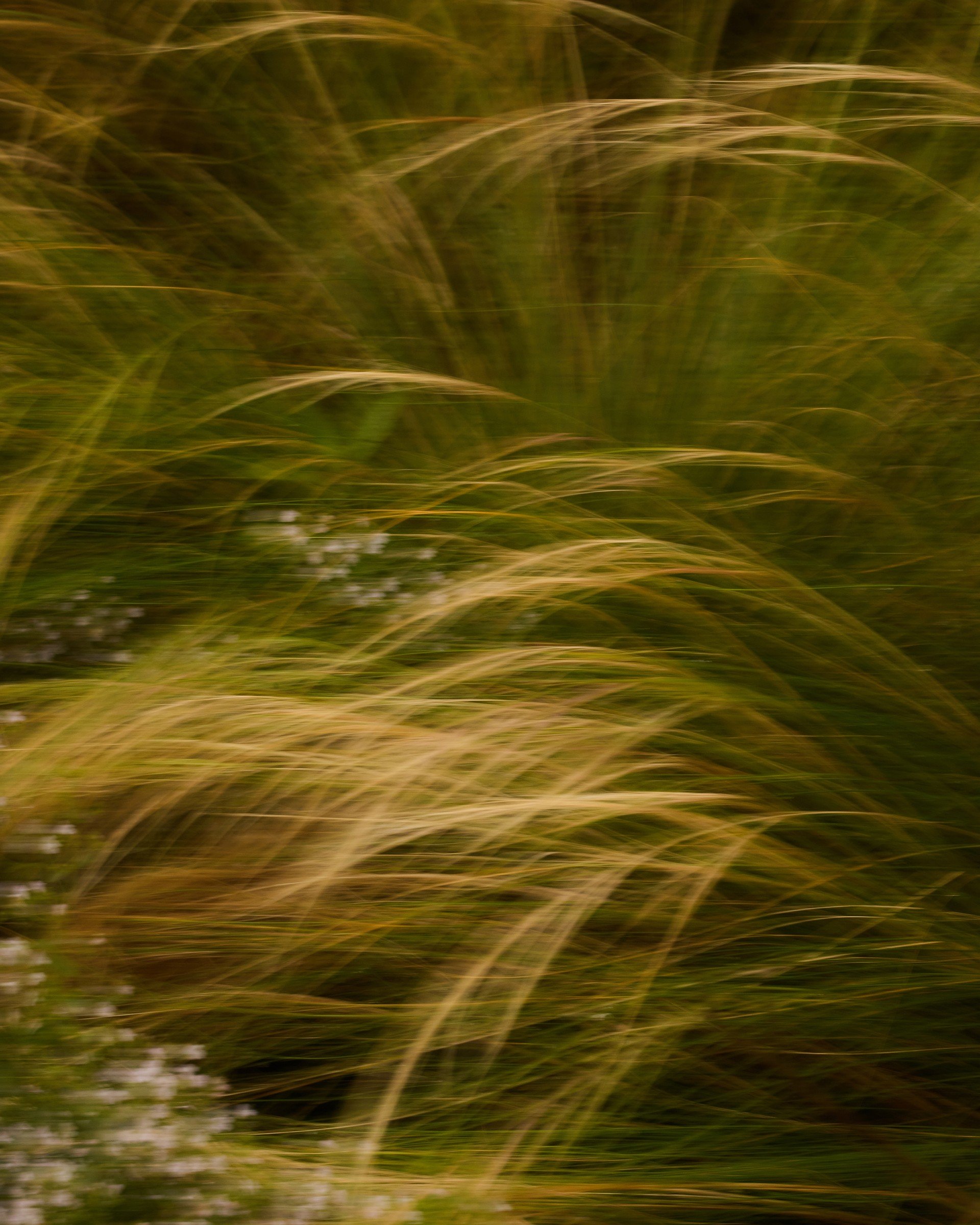 Soft grasses in the surrounding garden